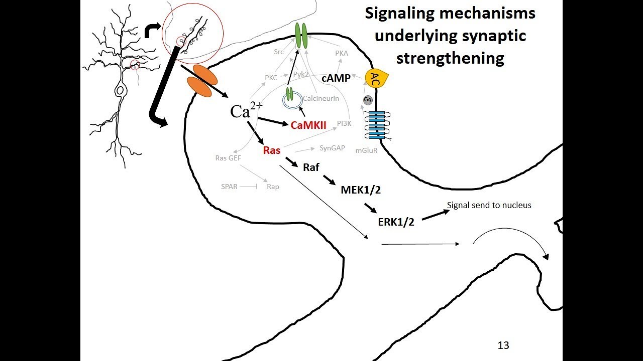 Synaptic Plasticity