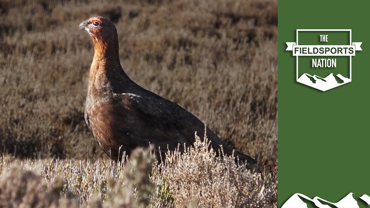 Natural England red tape strangles red listed birds