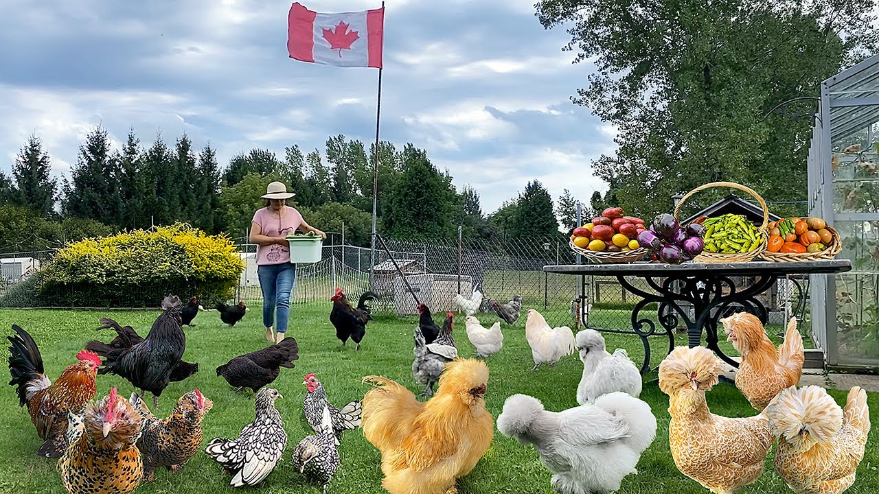 Mastering Organic Chicken Care - Success Strategies. Bountiful Garden Harvest & Cook Nutritious Meal