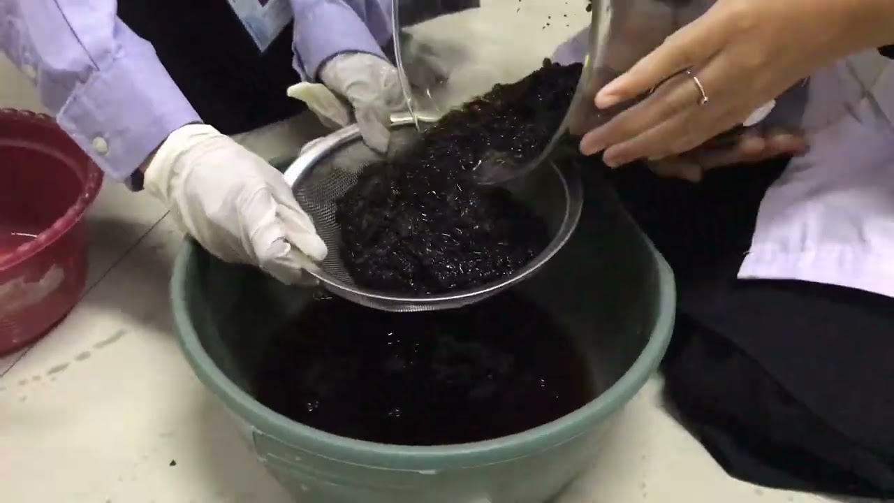 Making Alginate with Sargassum sp. II 1st Group II TITL 2023