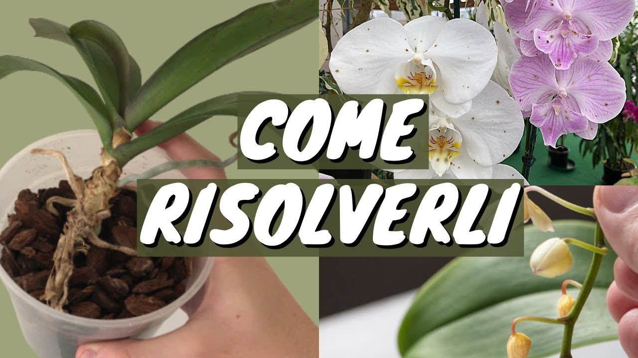 RISOLVI I PROBLEMI COMUNI DELLE ORCHIDEE!