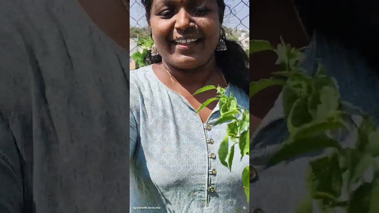 ரீனாவின் அசத்தல் மாடி தோட்டம்