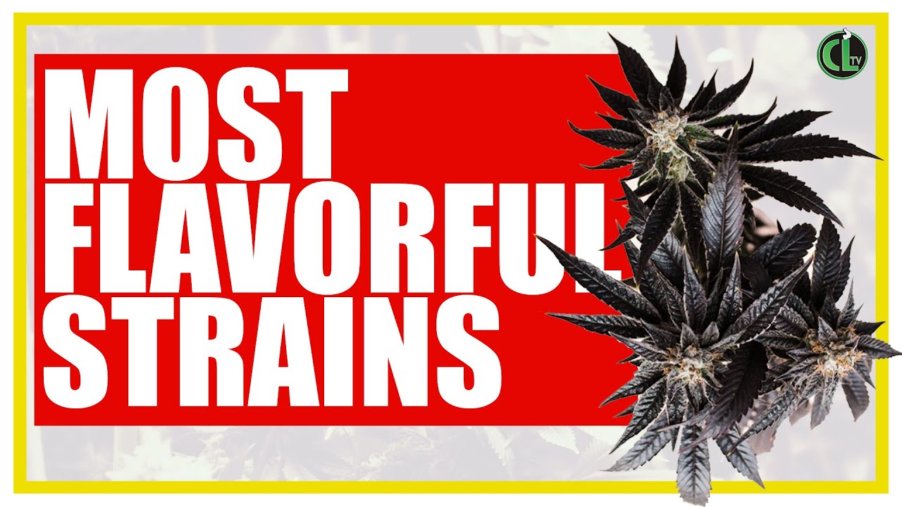 10 Best Tasting Cannabis Strains to Grow Right Now