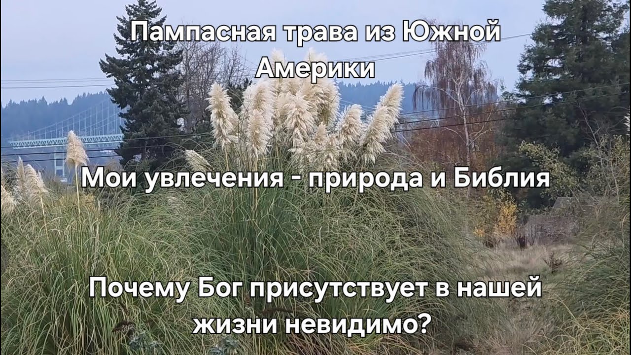 Пампасная трава, почему Бог присутствует в нашей жизни невидимо?
