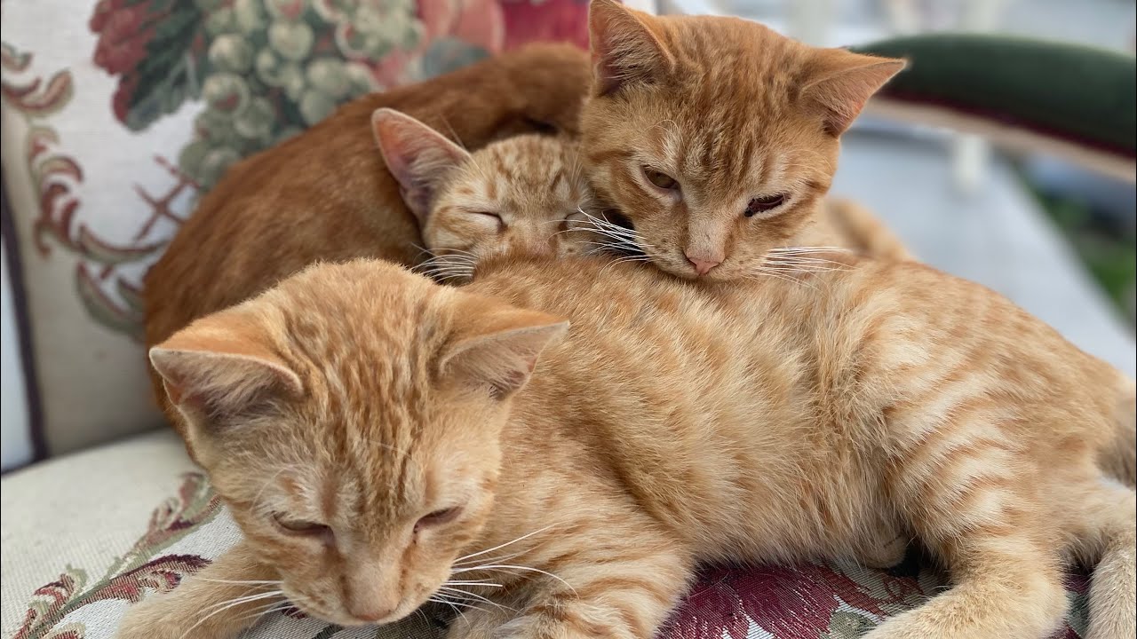 Kedi Diyarı #keşfet #kedi #cat #cute #funny #birkapsubirkapmama  #kedivideoları #sevimlipatiler 
