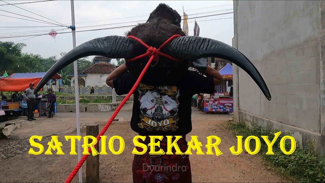Mberot bareng bantengan Satrio Sekar Joyo full kalapan