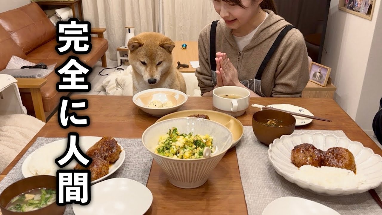 誰よりも早く着席し、まるで人間のようにみんなと一緒にご飯を食べる柴犬