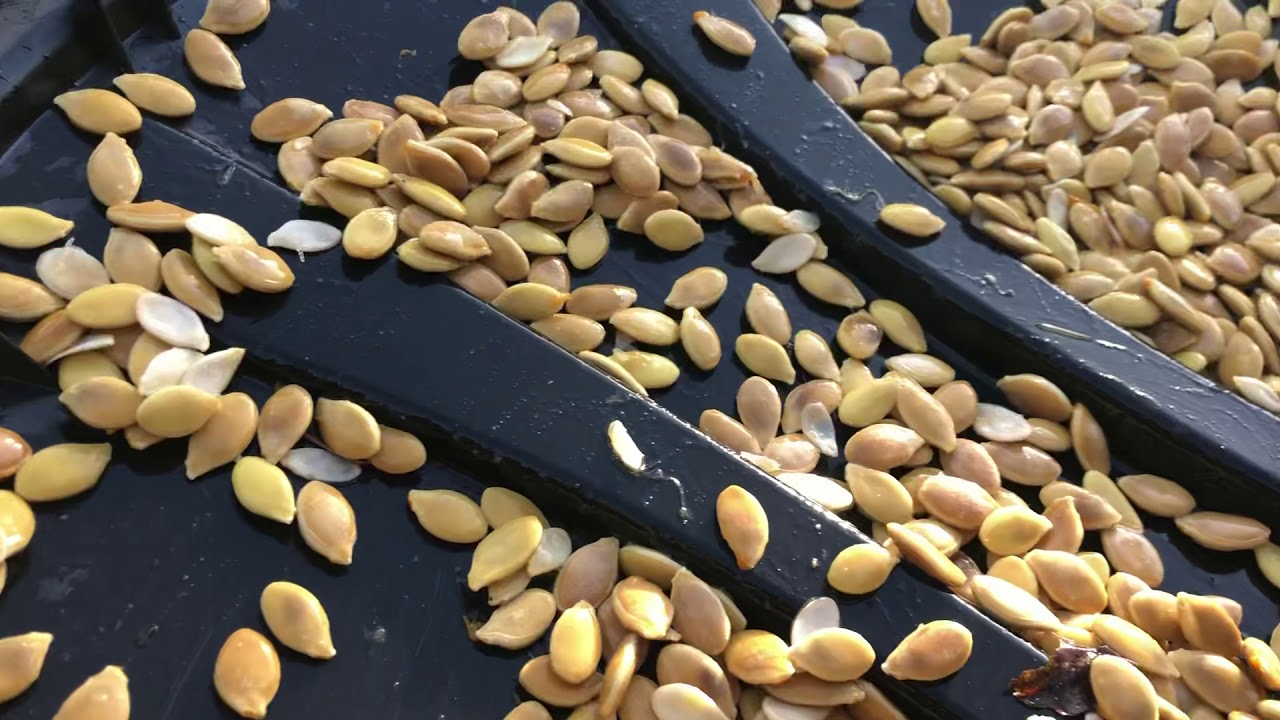 Separating cleaning sorting screening squash pumpkin seeds Artificial Grass Hydrotilling Mossman