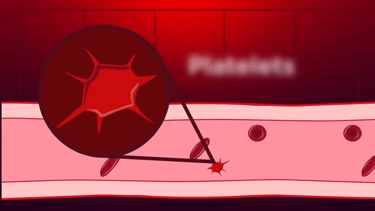 Proses Pembekuan Darah