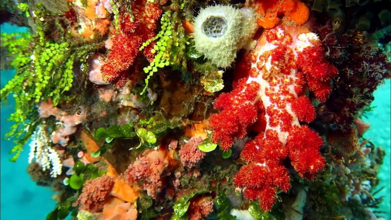 Snorkeling Alor. Bakalang Pier and its Housereef. Pulau Pantar. Nusa Tenggara. Indonesia. June 2022