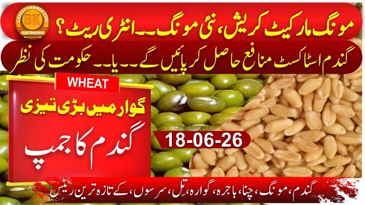 Wheat Stockists Huge Profit? | Guar Update 2026 | Moong Market Crash Today | Pakistan vs India