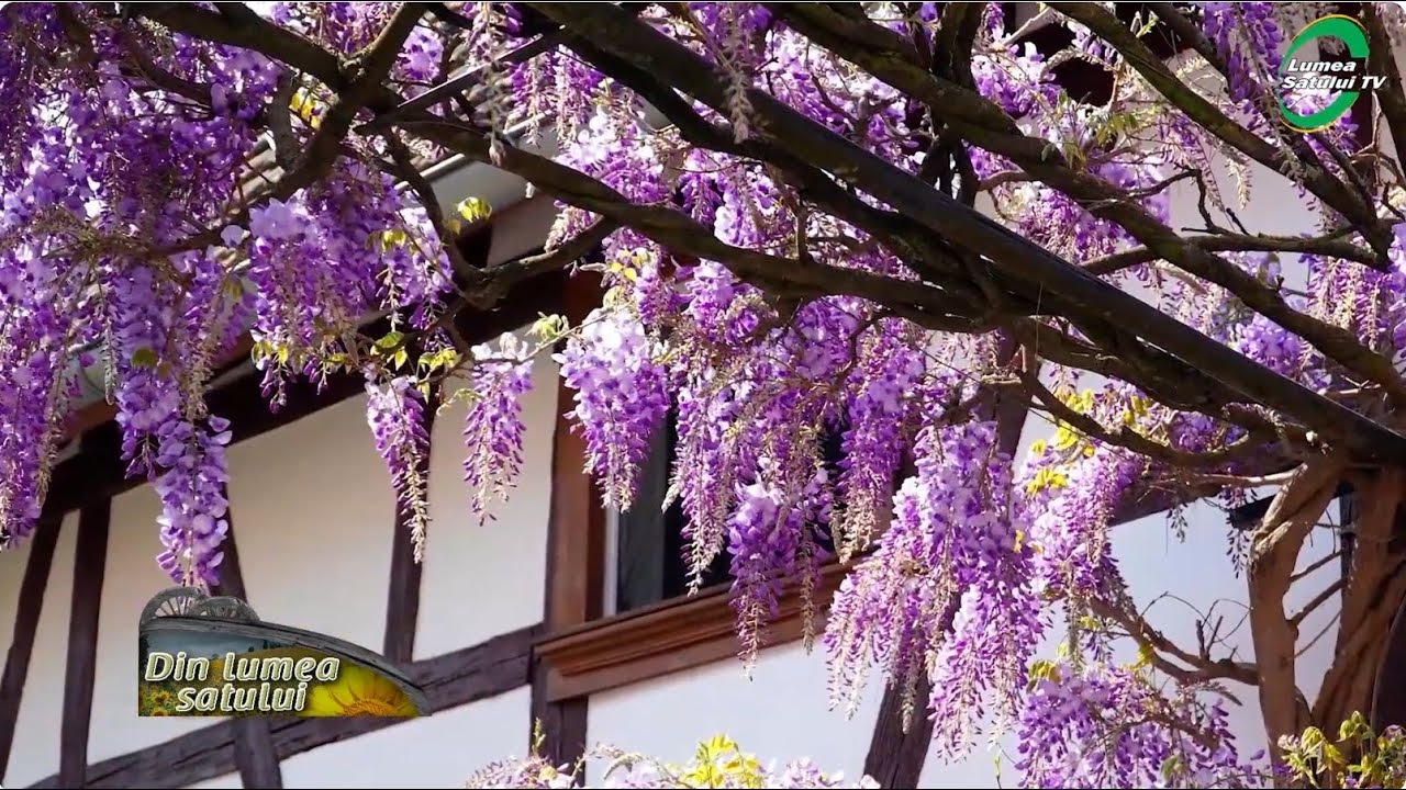 Glicina (wisteria) - plantare, îngrijire și înmulțire