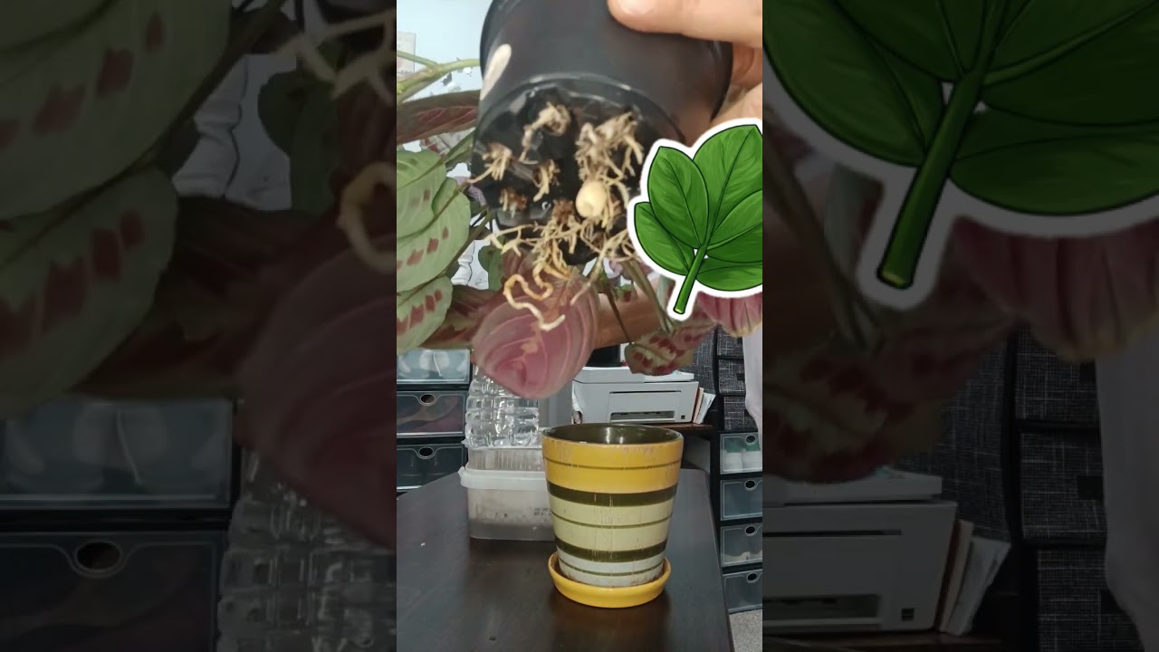 Пересаживать или нет!? Маранта (молитвенное растение) 🌿 