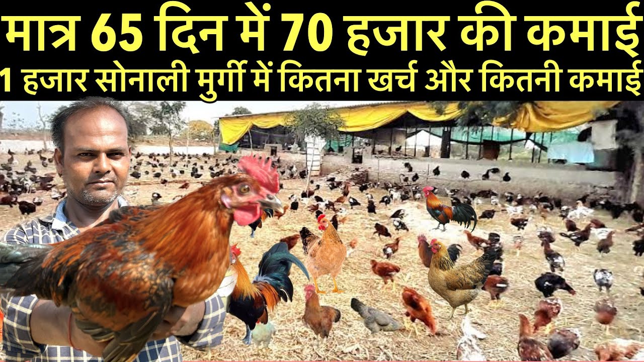 Murgi farm business in india॥local desi murgi farming॥poultry farm