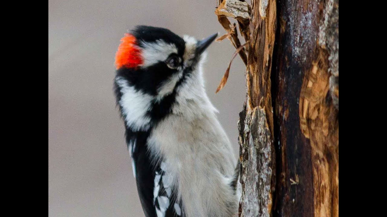 Downy Woodpecker - Bird Docs