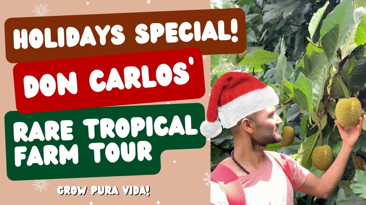 CHRISTMAS SPECIAL!!!  RARE TROPICAL FRUIT TOUR - DON CARLOS' FARM IN PEREZ ZELEDON, COSTA RICA