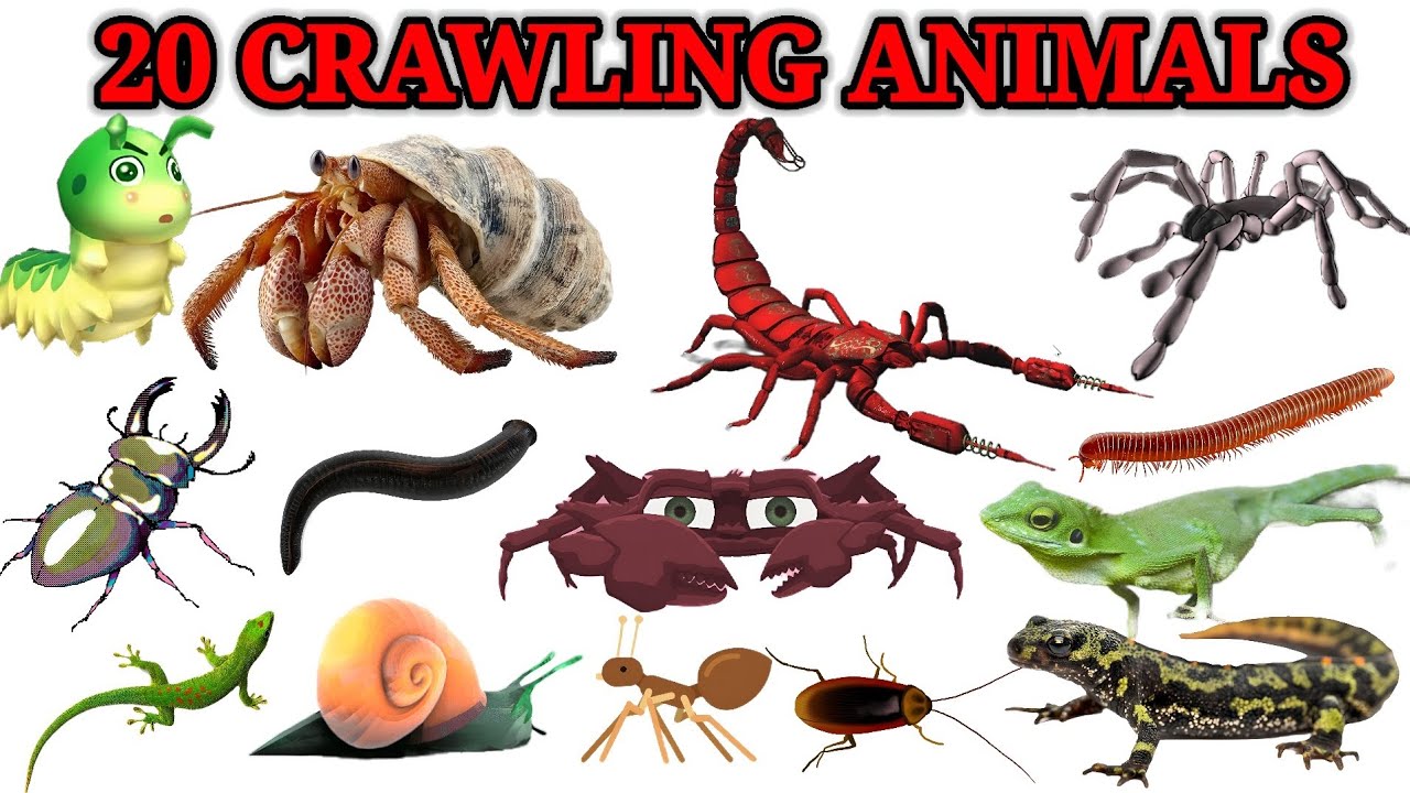 20 Crawling Animals for Kids | Learn Animal Names with Pictures & Fun Learning Video