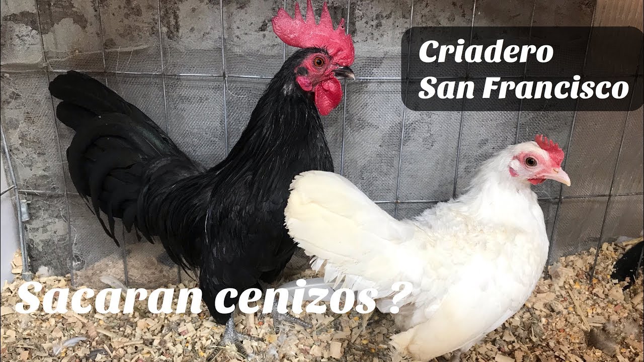 Vamos A Intentar Sacar Kikirikis Cenizos Y Más