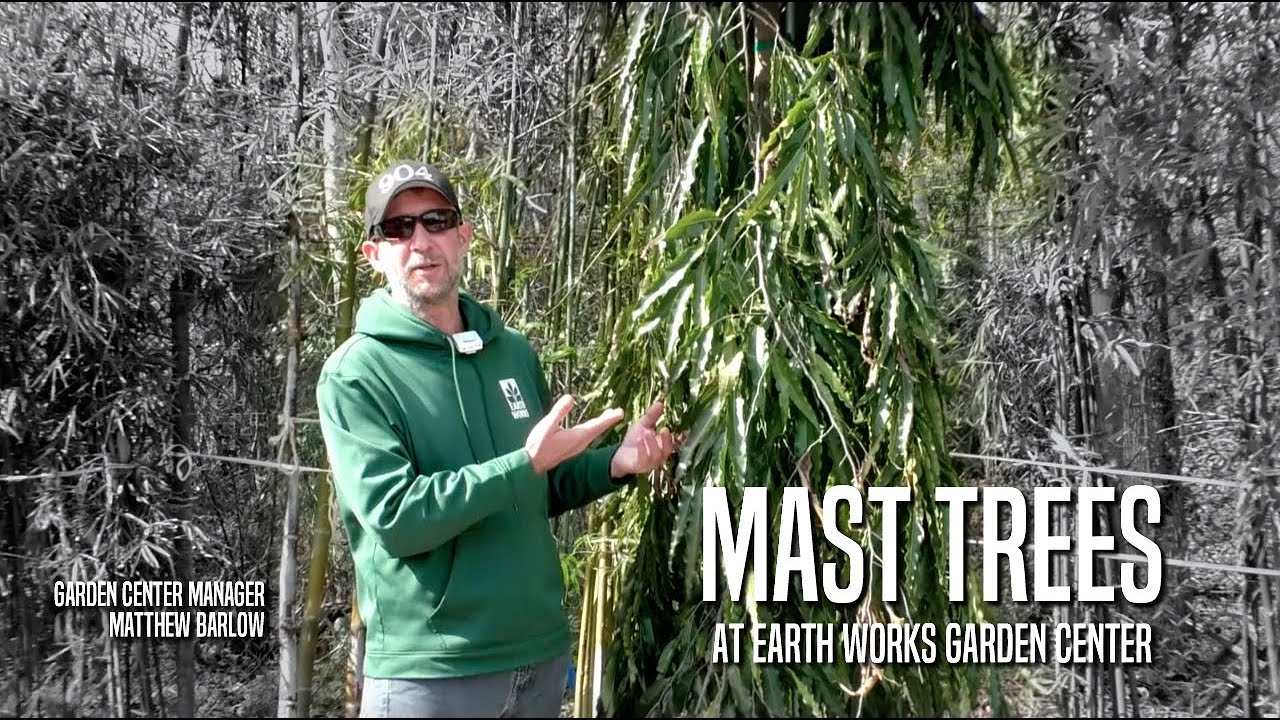 Mast Trees at Earth Works Garden Center