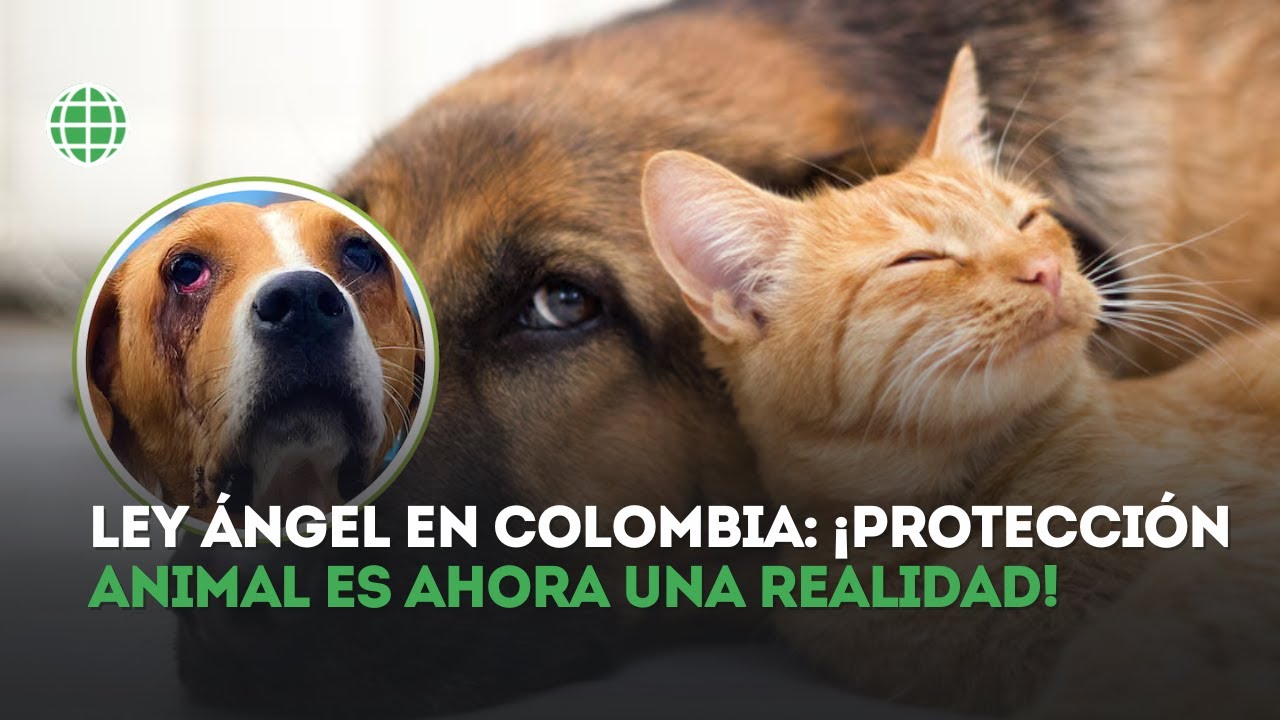 ¡Histórico! Colombia aprueba la Ley Ángel contra el maltrato animal