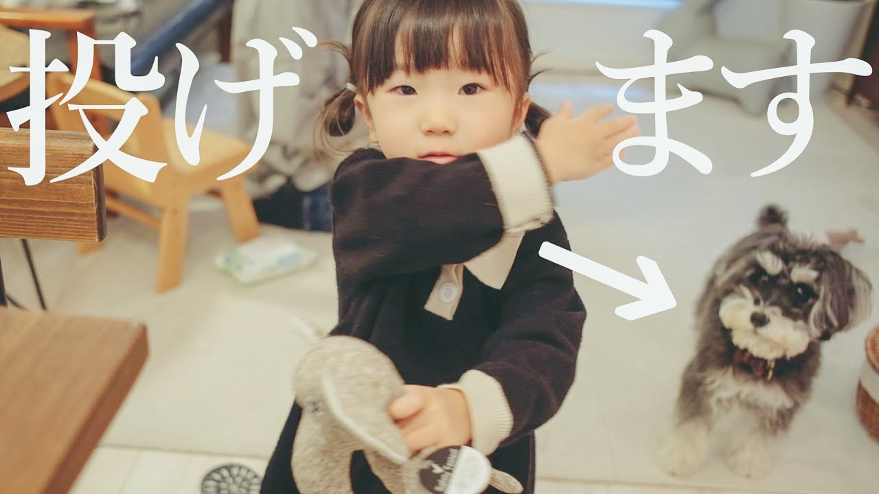 【犬と子供】2歳娘の持つおもちゃ絶対ロックオンするシュナウザー【ジジトト】