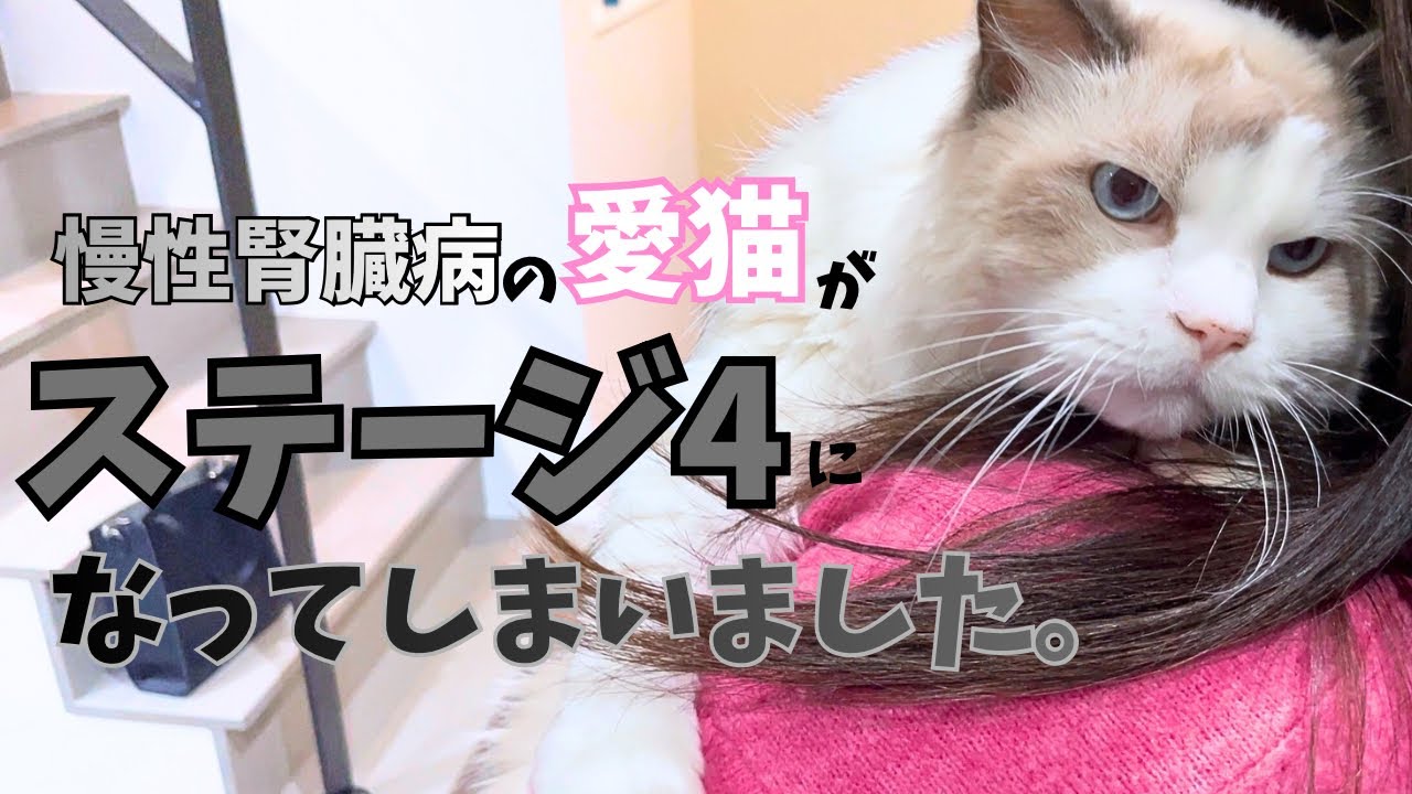 …それでも一緒に。慢性腎臓病ステージ4と診断されました