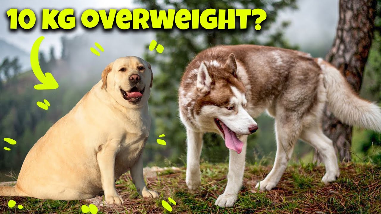 Ghost ka 5 kg weight loss karwa diya 🎉🥳 THE HIMALAYAN HUSKY