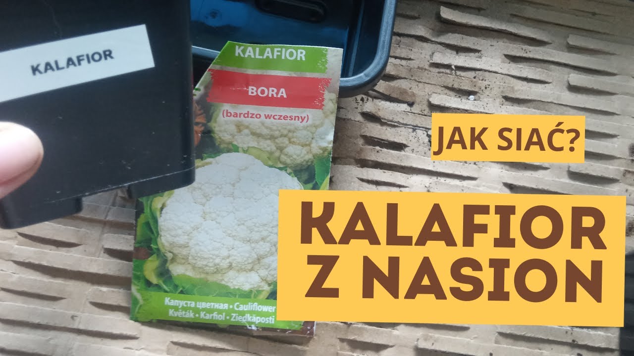 Jak siać kalafiora na rozsadę? Wysiew kalafiora w lutym i w marcu.