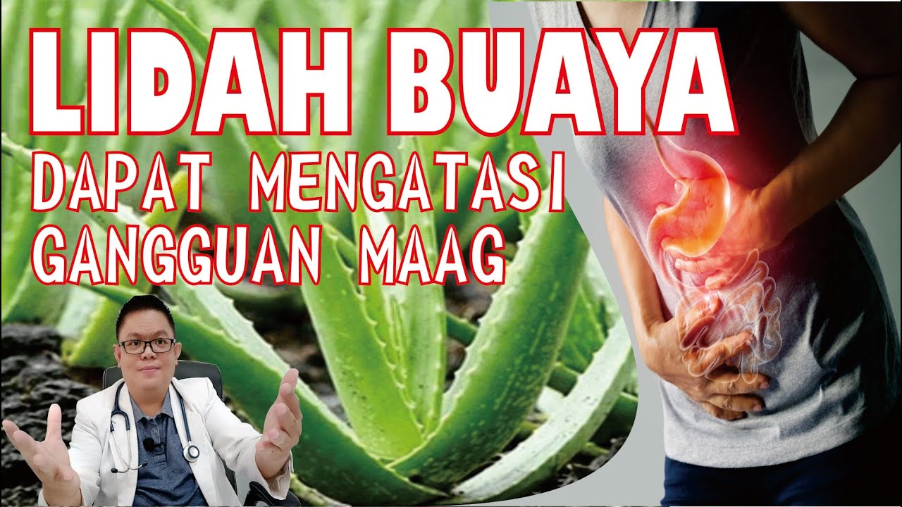 LIDAH BUAYA MEMPUNYAI MANFAAT DALAM MENGATASI SAKIT MAAG DAN CARA MENGOLAHNYA