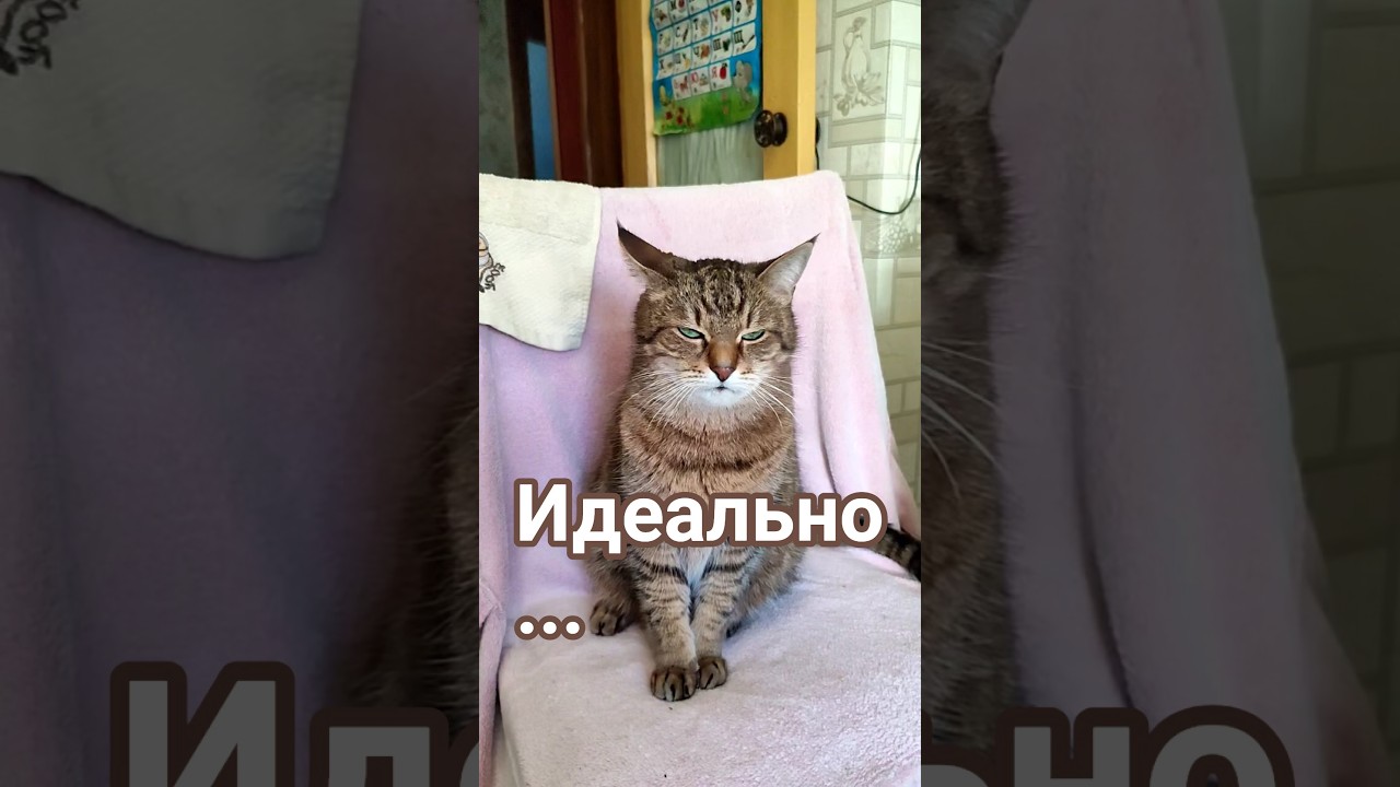 Тактика #cat #видосыоткота #веселыекоты #кот #прикольныекоты
