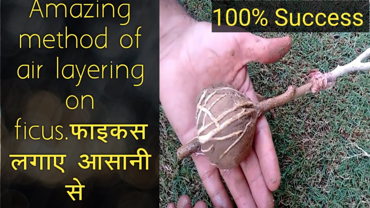 All about air layering on ficus plant | 100% सफलता के लिए ऐसे करें एयर लेयरिंग.