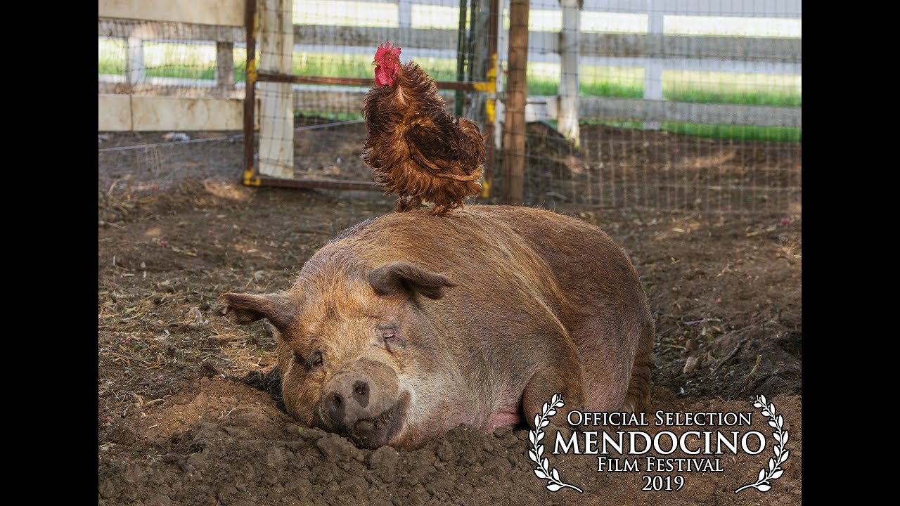 THE BIGGEST LITTLE FARM (2019 Mendocino Film Festival Official Selection)