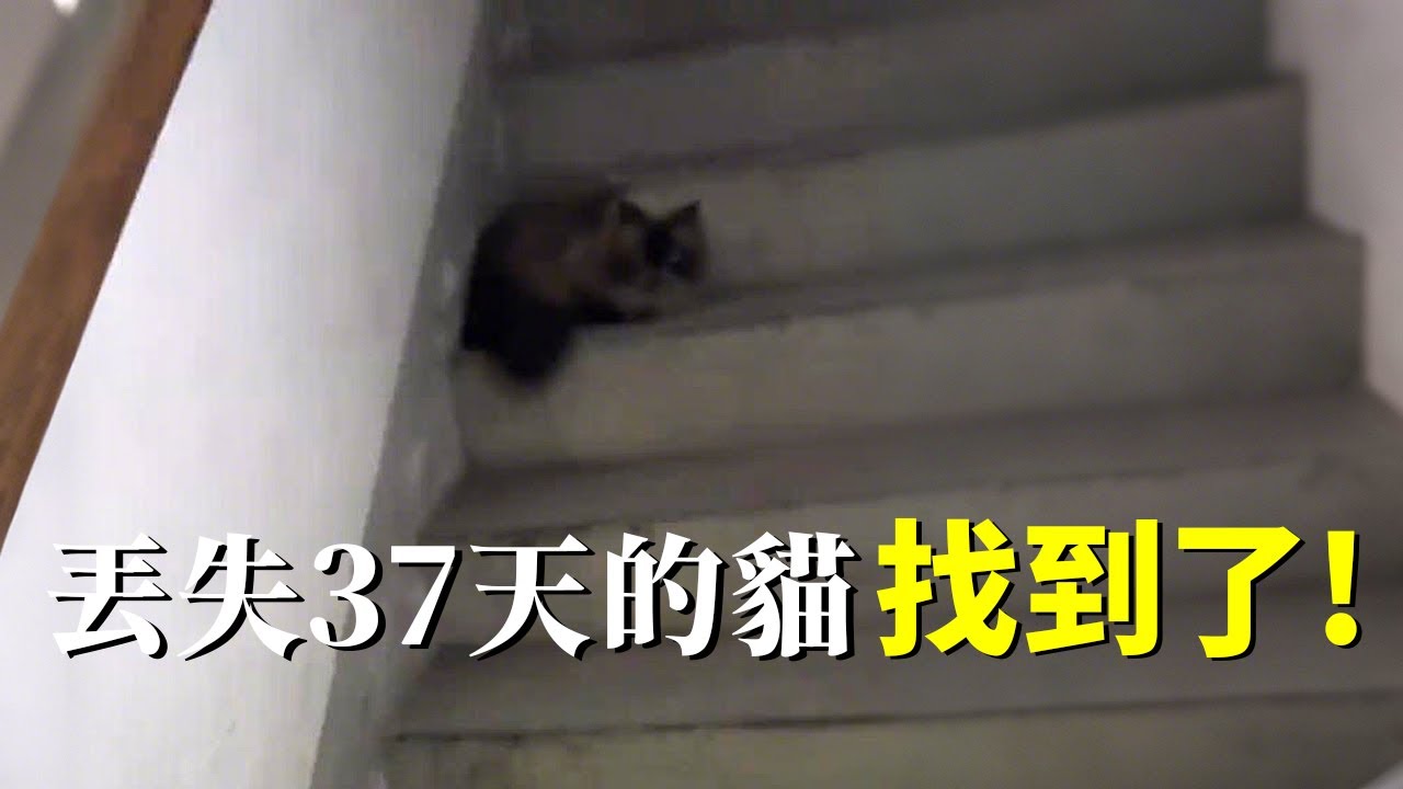 養了8年的貓，走丟37天後終於找到了！