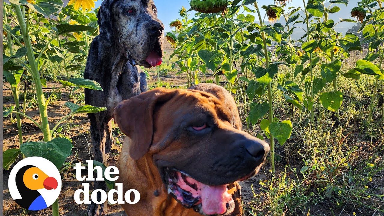 People Find 2 Dogs Left Behind After House Fire | The Dodo