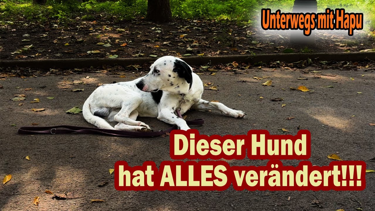 Meine Hundestroy: Tierheim-Mischling – Liebe, Humor & ein neues Leben