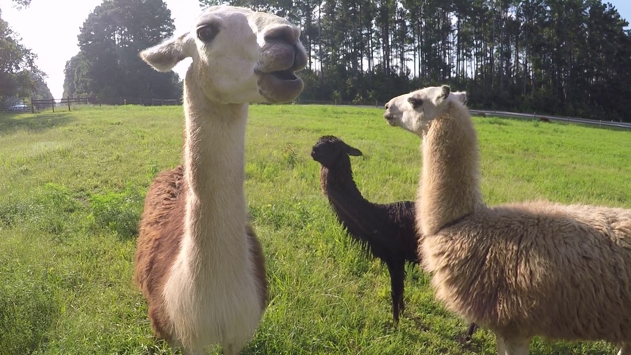Feeding my pet llamas and alpacas