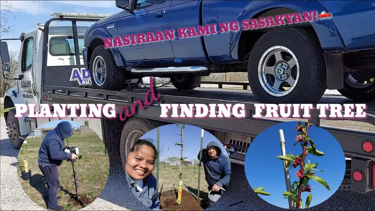 PLANTING FRIUTS TREE NAGOVERHEAT ANG SASAYAN KAKAHANAP NG FRUITS TREES FILIPINA AMERICAN LIFE IN USA