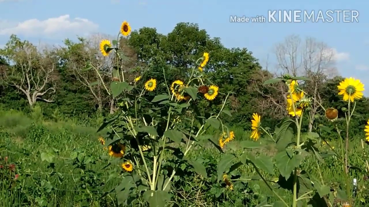 Zaj Neej Neeg Txaus Ntshai Heev Nco Ntsoov Los Txog Ziag No