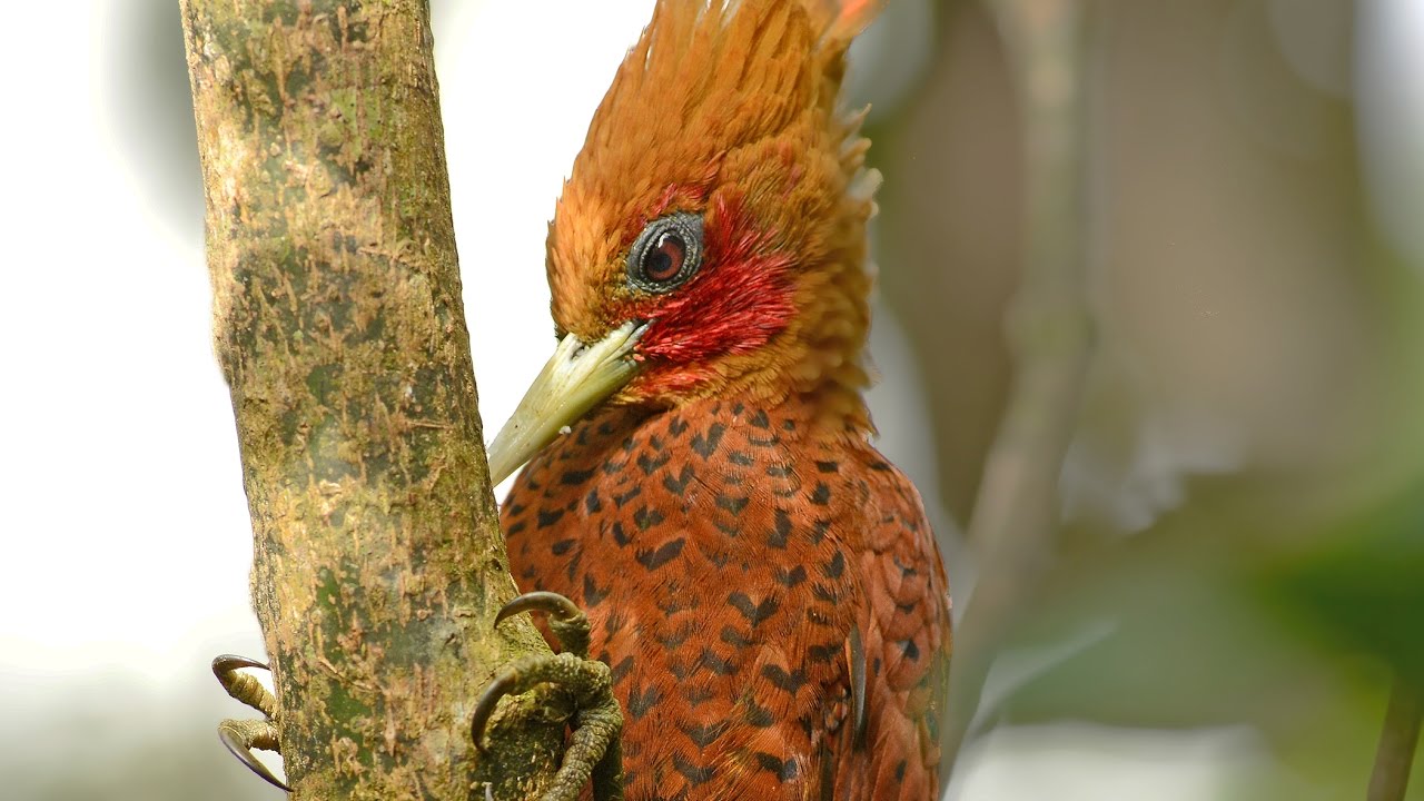 Costa Rica: A WILDLIFE TREASURE