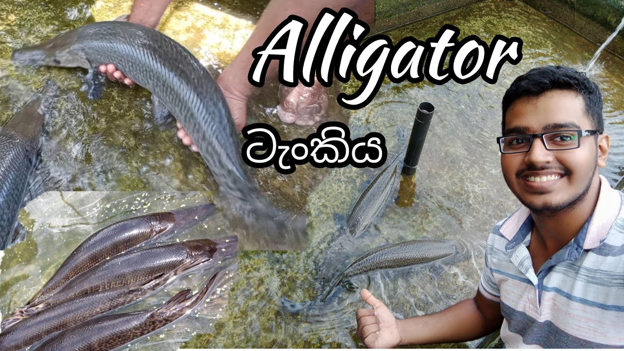 අපේ Monster මාළු ටැංකිය/Alligator Gar/New Ishan Aquarium