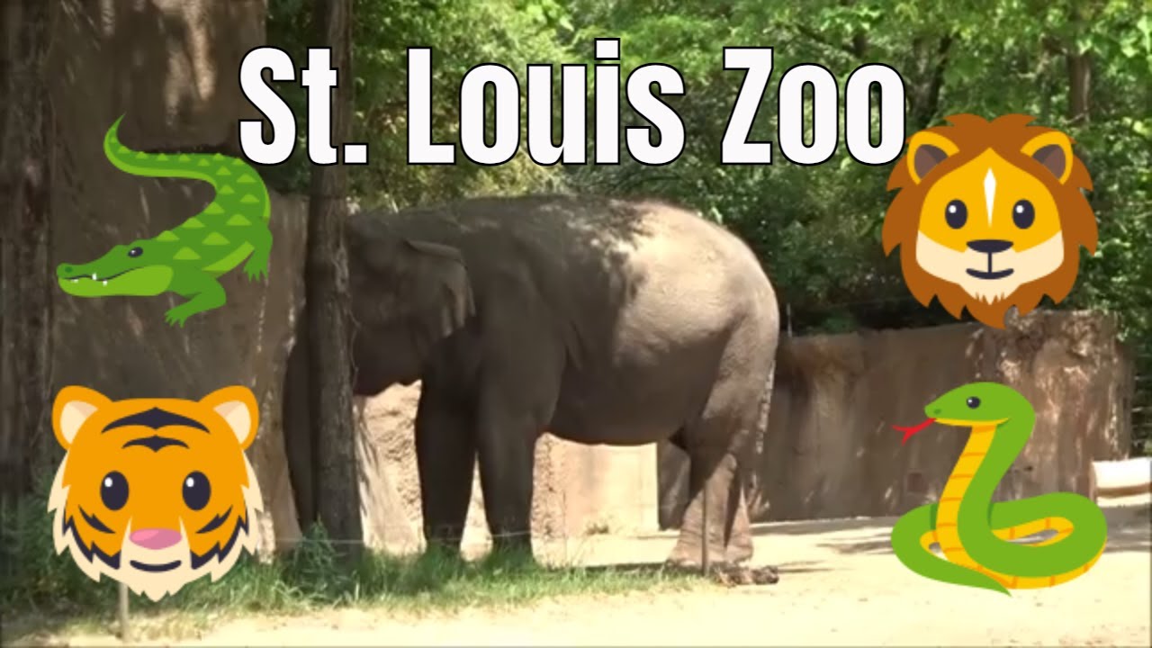 It’s a Zoo out here