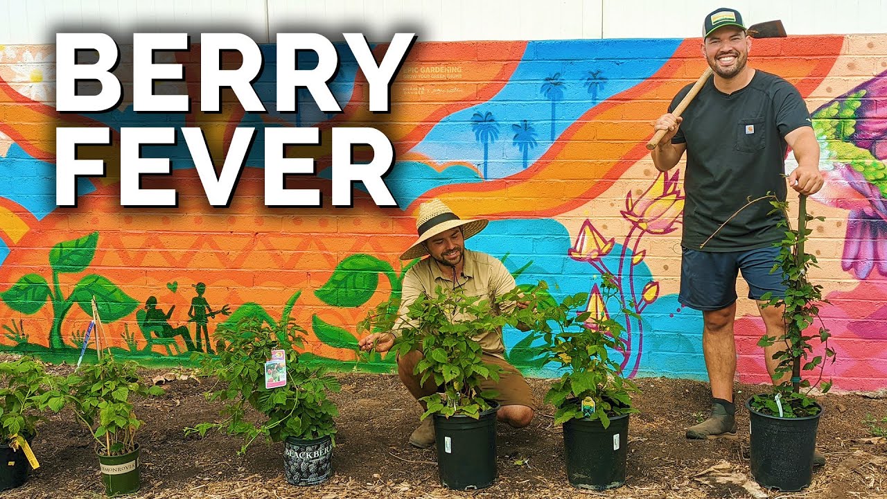 We've Got Berry Fever! | Planting Blueberries, Blackberries and Raspberries