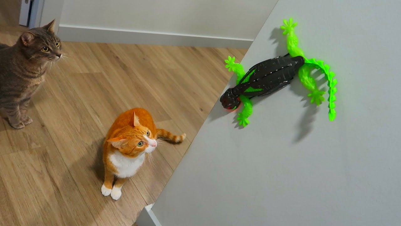 EL LAGARTO TREPADOR