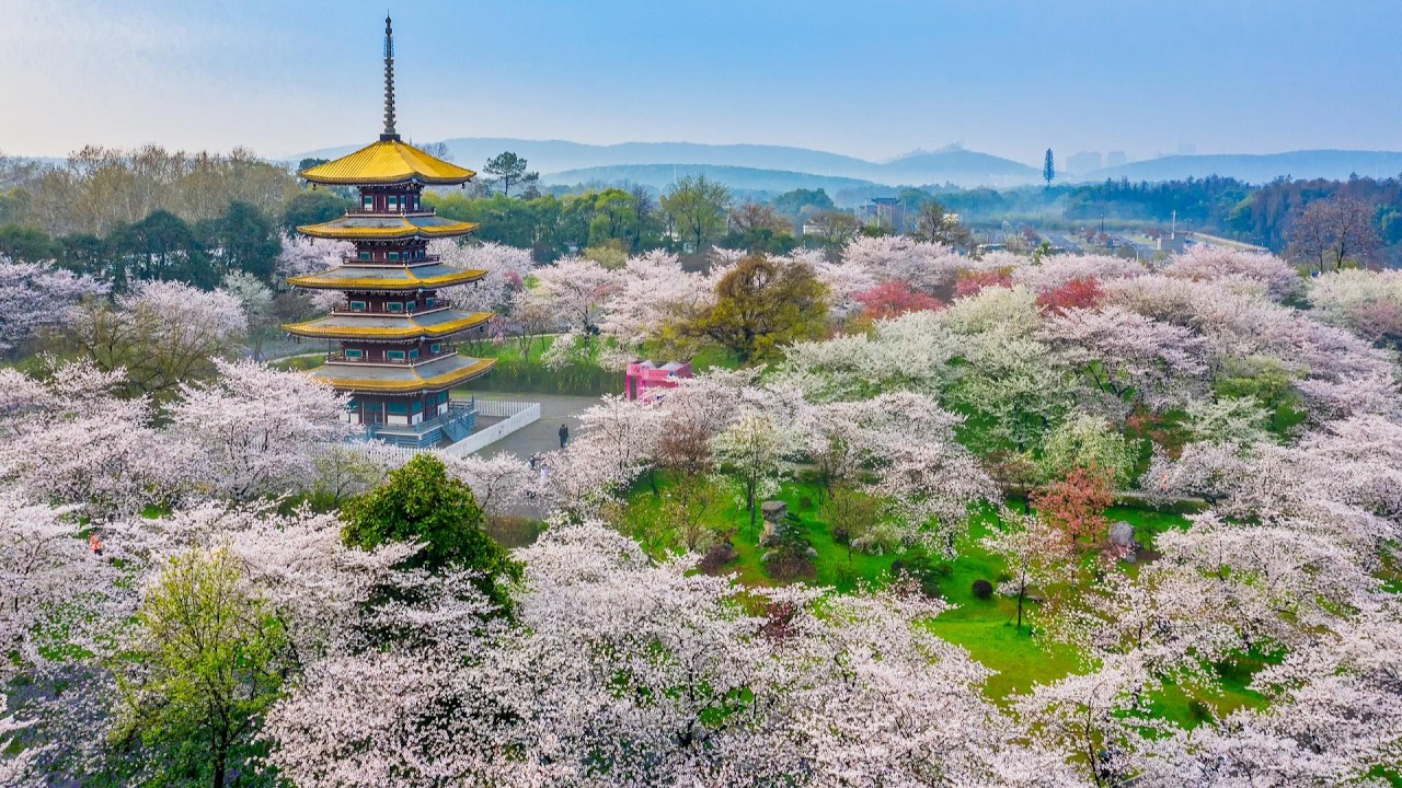Wuhan East Lake Cherry Blossom Garden