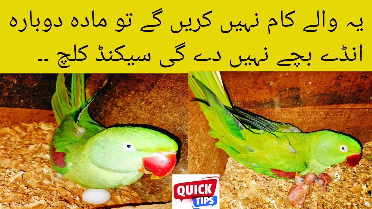 Raw Parrots Second Clutch Preparation | Ringneck Parrots Second Clutch Preparation.