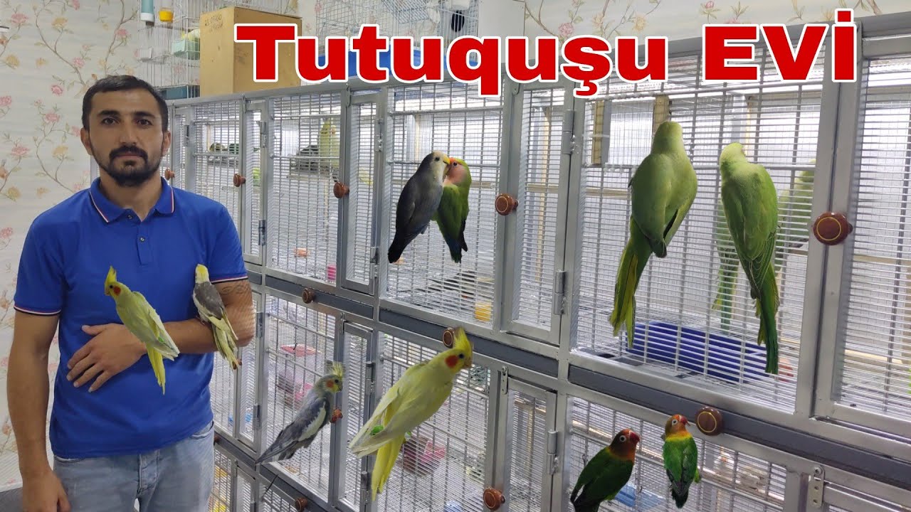 Tutuquşu EVİ . FƏRİD #mubarizemintv #tutuqusu #karela