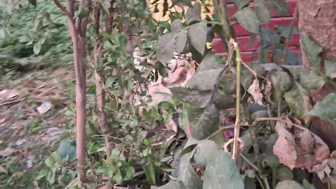 इन्जीनियर इन्कलेब में बना है ये सुन्दर प्रकृति प्रेमी का मकान आपको कैसा लगा कमेन्ट करना