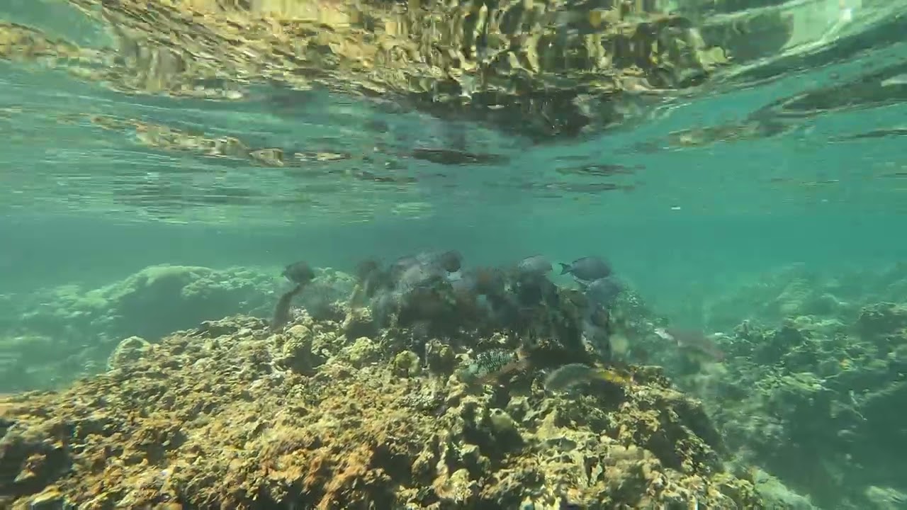 Snorkeling in Roatan's West Bay - Tabyana Beach Snorkel and Lunch (No Narration)