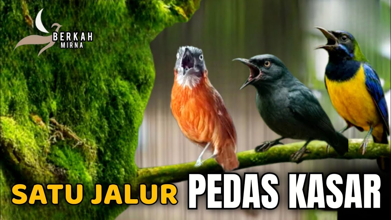🔴MASTERAN GACOR SATU JALUR CUCAK CUNGKOK SRIGUNTING TEPUS KEPALA ABU cocok buat murai batu ijo konin