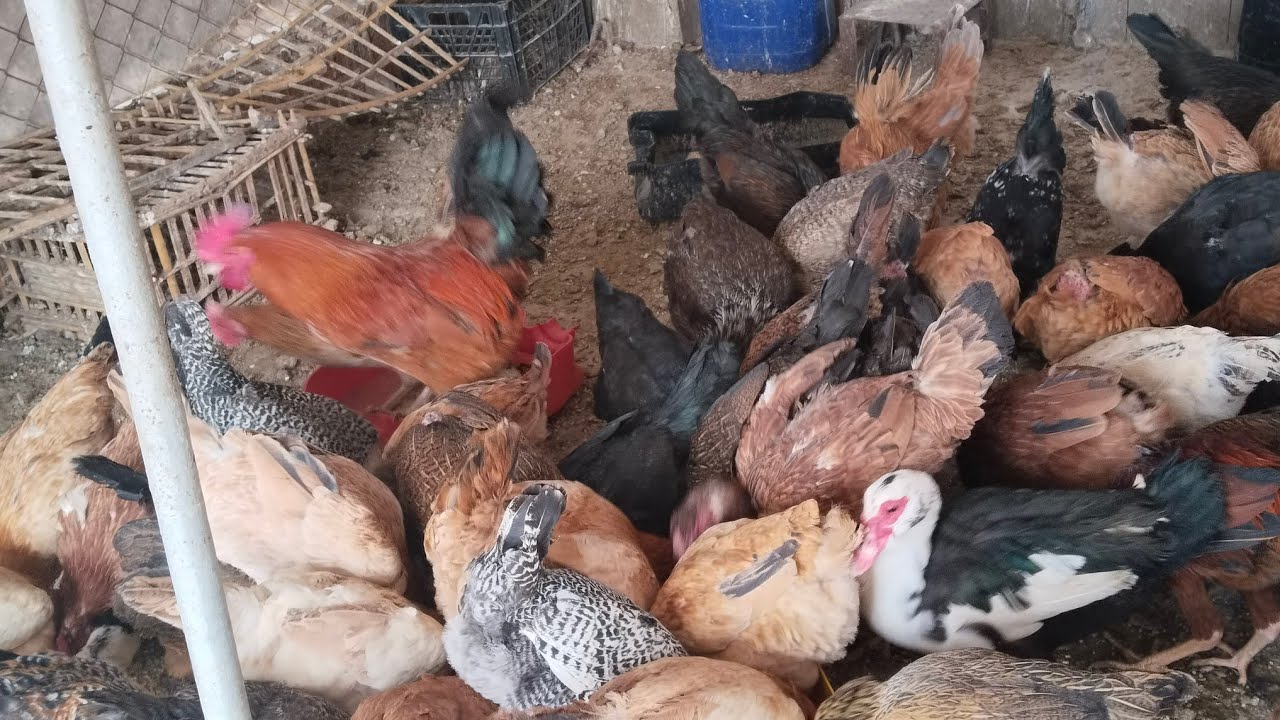اول فيديو على القناة وجولة عند الطيور 
